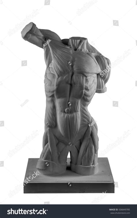 Plaster Statue Naked Man Torso Anatomical Stock Photo Shutterstock