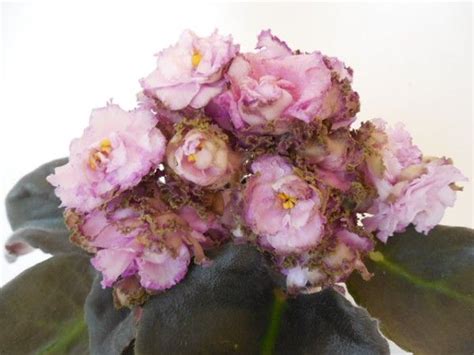 ПиК-Капучино (Пикалова) | Африканская фиалка, Сенполия, Фиалки