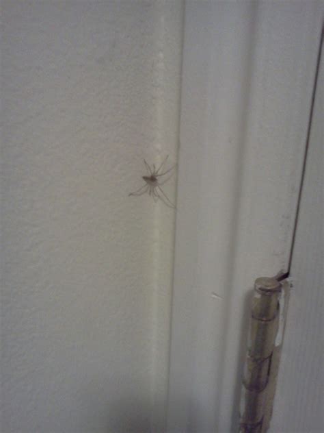 inaPROVOpriate: LOOK AT THIS GIANT SPIDER IN MY ROOM
