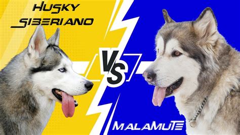 Husky Siberiano Vs Malamute De Alaska Enfrentados Youtube