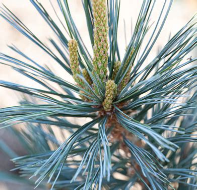 Pinus flexilis Vanderwolf's Pyramid 3.4 Litre - Stewarts Garden Centre