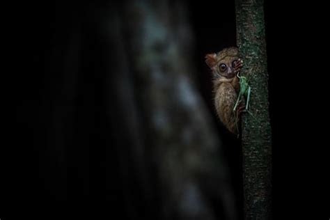Tarsius Images – Browse 22 Stock Photos, Vectors, and Video | Adobe Stock