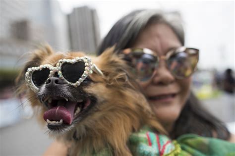 Art For Dogs China Plus