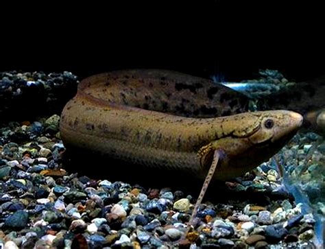 Criaturas Y Humanoides El Lungfish Africano