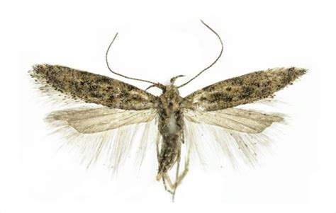 Томатная моль - «Tuta absoluta»