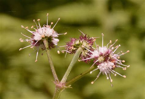 Stammbaum - Wald-Sanikel (Sanicula europaea L.)