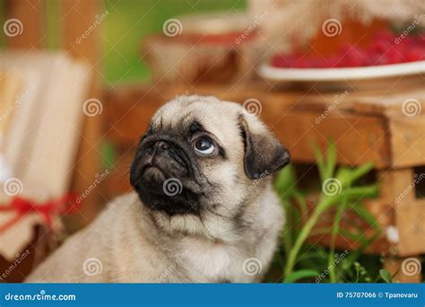 Beautiful Pug Dog Puppy Outdoors On Summer Day Stock Photo Image Of