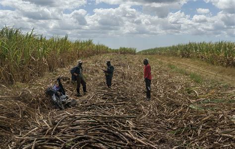 Haitian sugar cane workers in the Dominican Republic suffer amid U.S