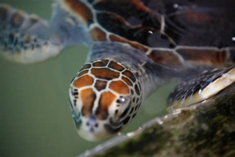 90+ Hawksbill Turtle Nesting Stock Photos, Pictures & Royalty-Free ...