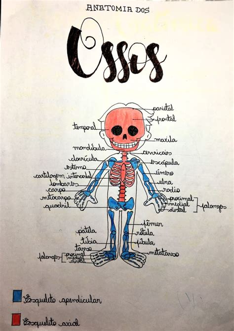 Resumo Anatomia Dos Ossos Anatomia Dos Ossos Esqueleto Axial