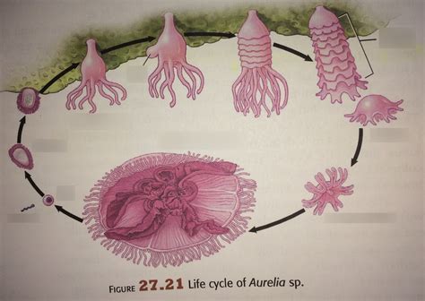 Bio Lab Exam Life Cycle Of Aurelia Sp Diagram Quizlet