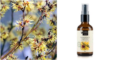 8 полезных причин использовать гамамелис