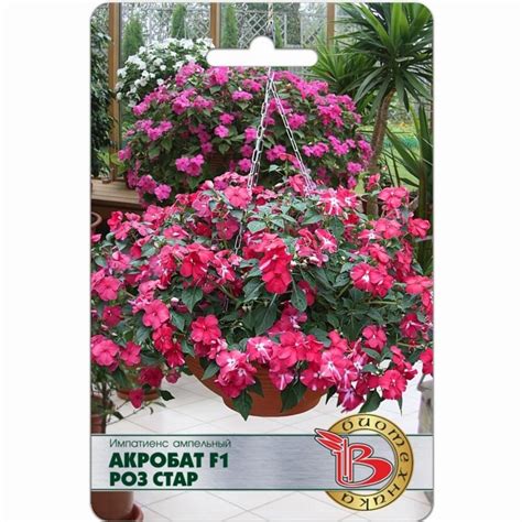 Ампельная роза (104 фото)