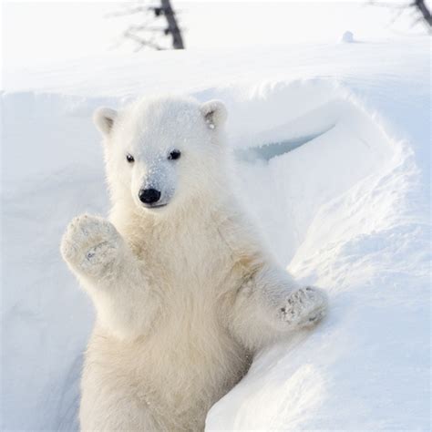 Top 101 + Arctic and antarctic animals for kids - Electric-kingdom.net