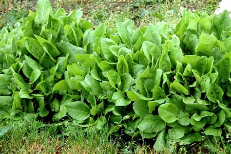 Oseille Semer Et Planter Pagesjaunes