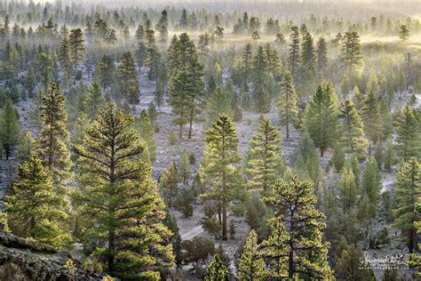 The Lost Forest Of Christmas Valley Oregon Photography