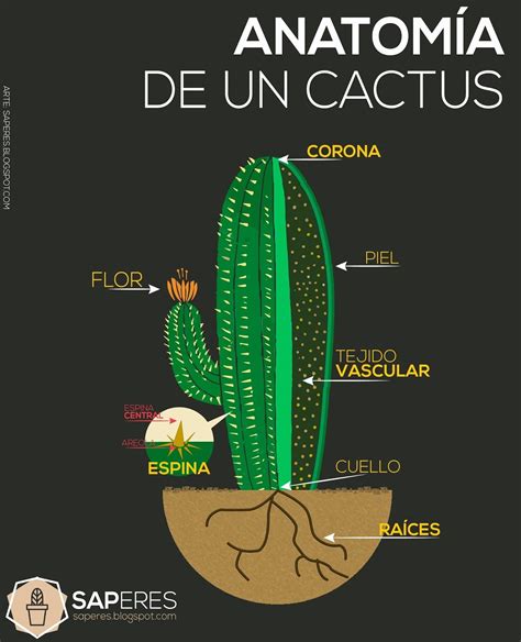 Las Partes Del Cactus Jardineria Y Plantas Propagación De Plantas