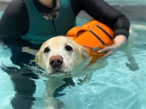 asked questions answered  hydrotherapy  dogs