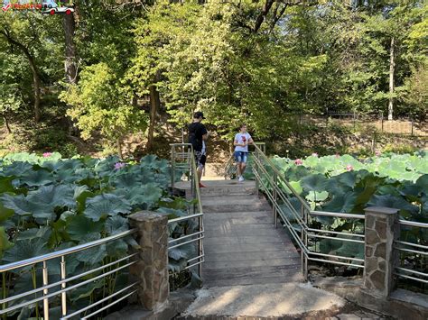 Lacul Cu Nuferi și Lotuși Termali Din Băile Felix Obiective Turistice