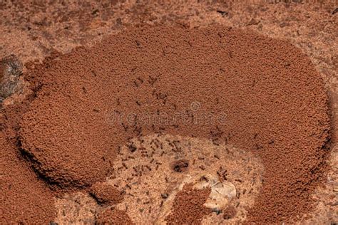 Adult Fire Ants Stock Photo Image Of Wildlife Wild 264275968