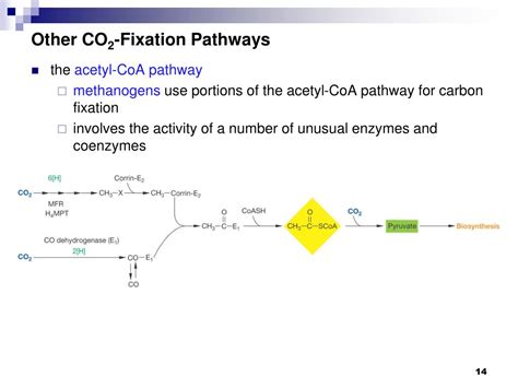 Ppt Chapter 11 Anabolism The Use Of Energy In Biosynthesis