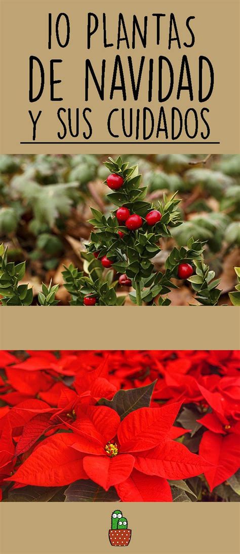 Two Pictures With Poinsettias And The Words Plantas De Navidad Y Su