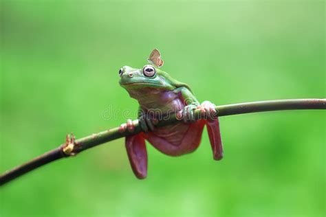 Frog Animals Tree Frog Dumpy Frog Stock Photo Image Of Frog