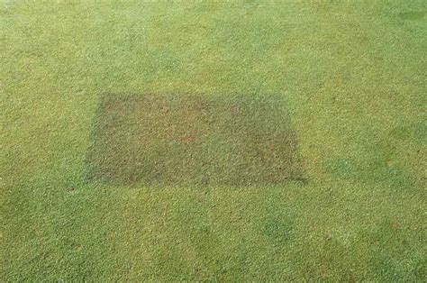 Phosphorus deficiency | PACE Turf Photo Gallery