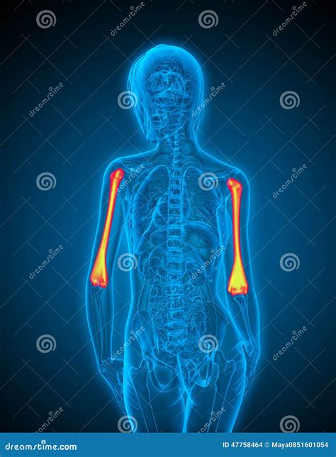 3d Render Medical Illustration of the Ulna Stock Illustration
