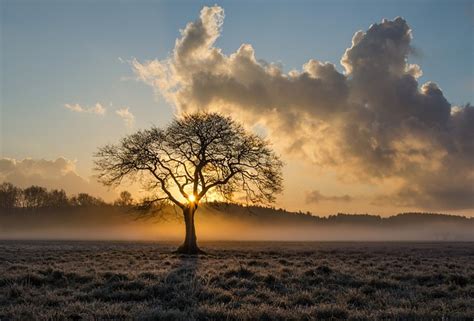 Tree Lonely Long Exposure - Free photo on Pixabay - Pixabay