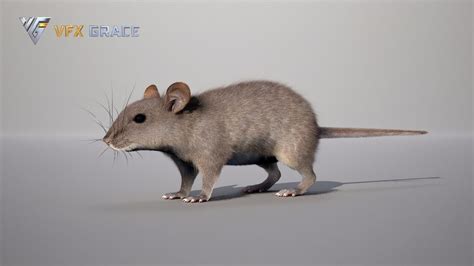 Rat (Mouse) Animation - UE Character Asset | VFX Grace