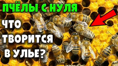 Осмотр улья, первый укус / Пчеловодство с нуля - YouTube