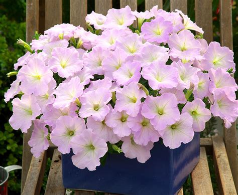Petunia F1 Trilogy™ Series - American Takii