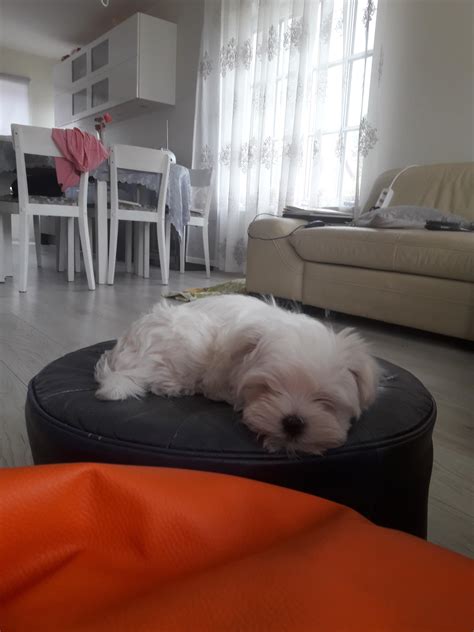 Best Maltesers Images On Pholder Warship Porn Maltese And Malta