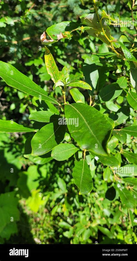 Pussy Willow Salix Discolor Stock Photo Alamy
