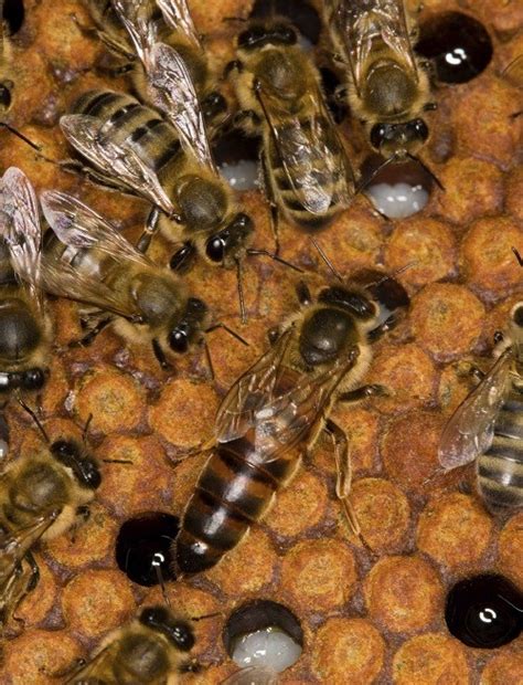 Carniolan Queens Napoleon Bee Supply