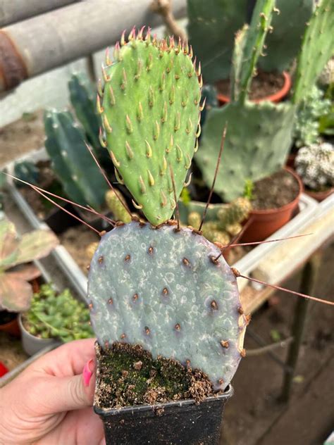 Opuntia Violacea V Santa Rita Cactuses Opuntia Kaktusy