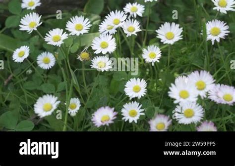 The Daisy Blooms Are Leaking a Warning...And Time Is Running Out - 54tbn34