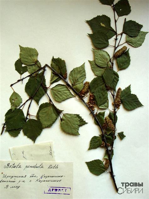 Береза повислая, береза бородавчатая, береза белая