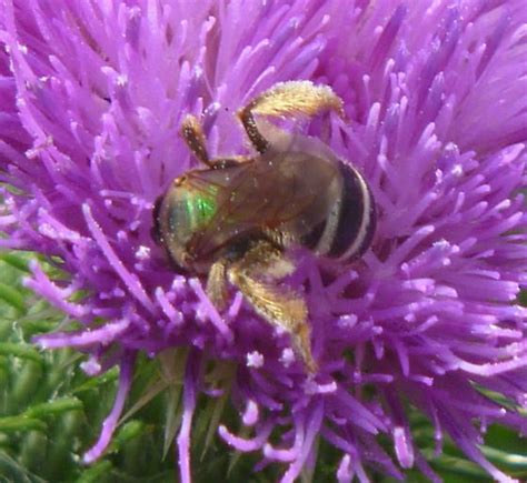 Green Bee Agapostemon Virescens Bugguidenet