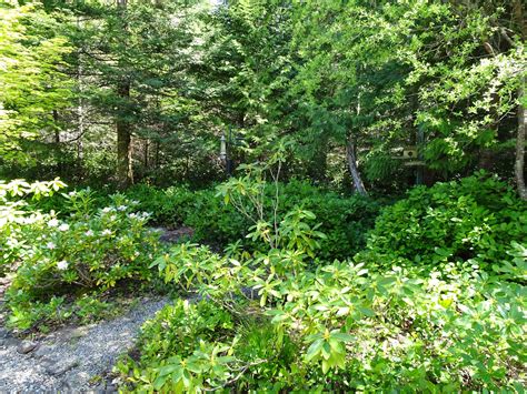 OPAS Backyard Birding: “Native Plants for Better Backyard Birding