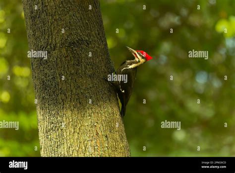 The Pileated Woodpecker Dryocopus Pileatus The Bird Native To North