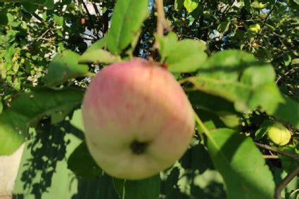 Великолепный сад – Крымский питомник