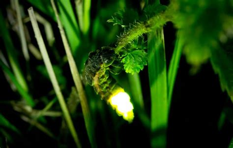 Secrets Of The Glow Worm Country Life