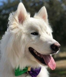 Great Pyrenees Mixed Breeds Massive Majestic Mixes