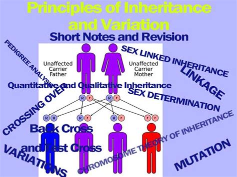 Inheritance And Variation With Genetic Terminologies And Symbol