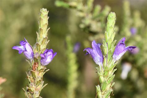 Eremophila Behriana Australian Native Plants Society Australia