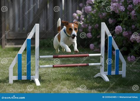 Agility Dog Obstacles Vector. | CartoonDealer.com #77614654