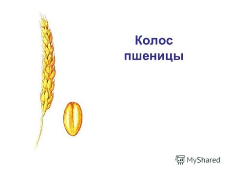 Картинка зернышко для детей: Зернышко рисунок - 58 фото Уроки рисования ...