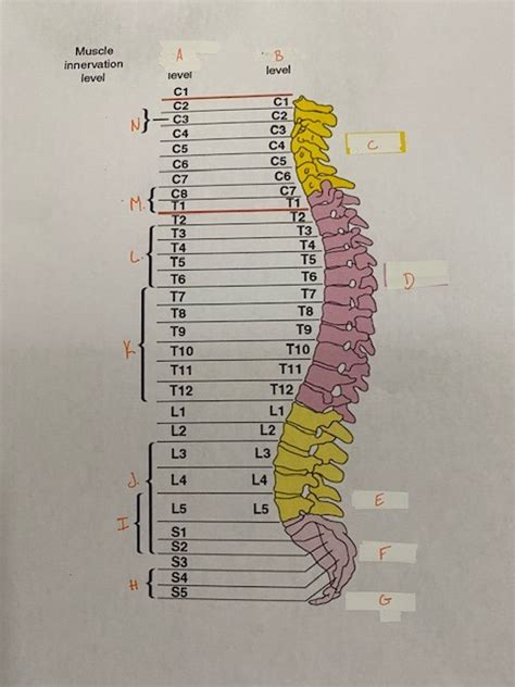 muscle innervation level diagram quizlet